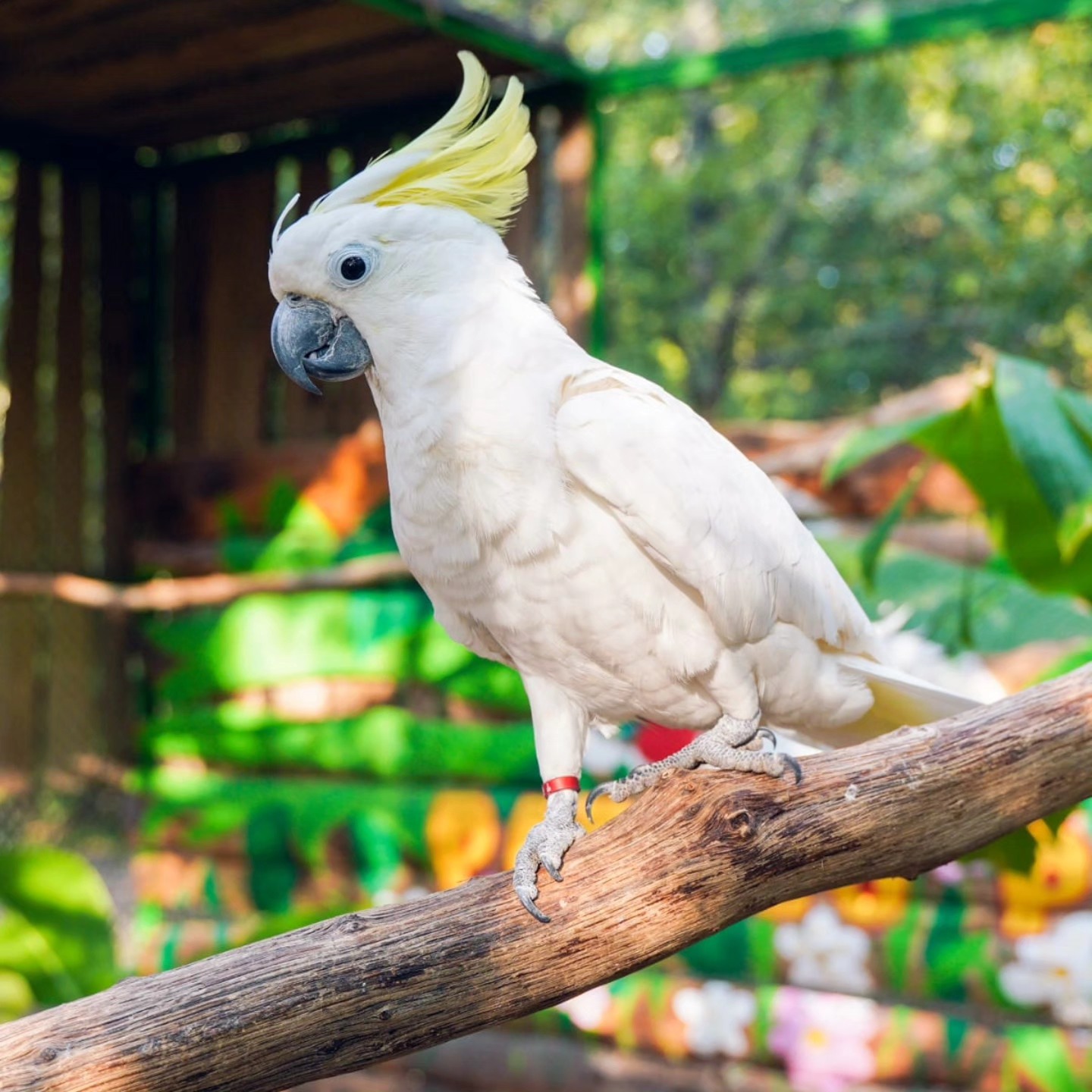 Cacatua Galerita Papago Park