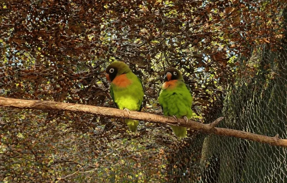 Agapornis nigrigenis
