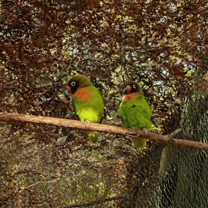 Agapornis nigrigenis