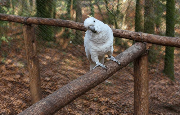 Cacatua galerita