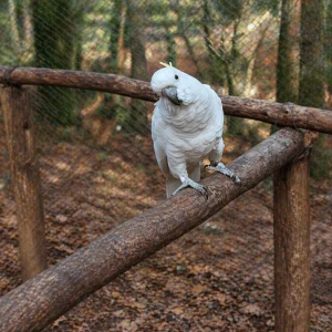 Cacatua galerita