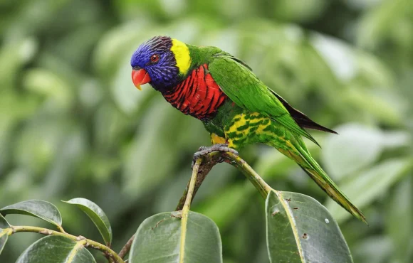 Trichoglossus haematodus