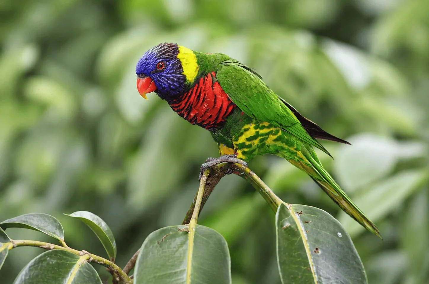 Trichoglossus haematodus