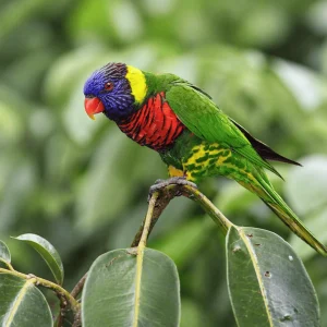 Trichoglossus haematodus