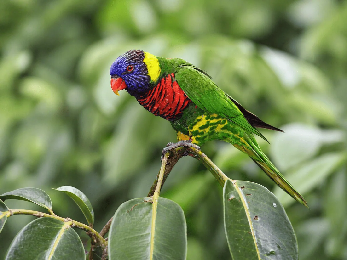 Trichoglossus haematodus