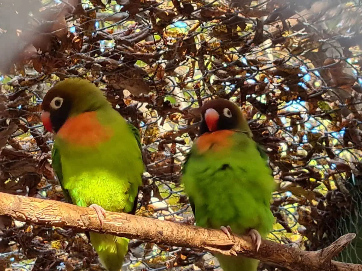 Agapornis Nigrigenis -Papago park