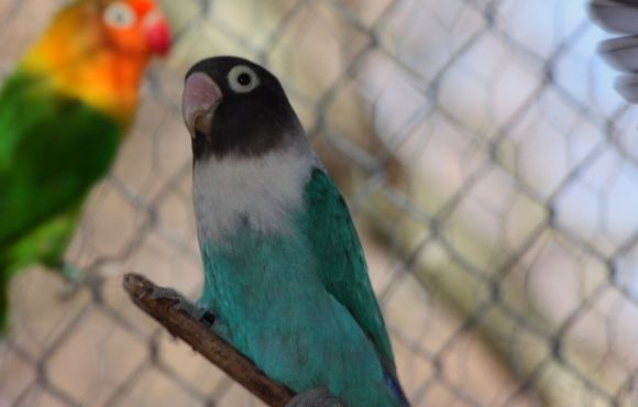 Agapornis personatus