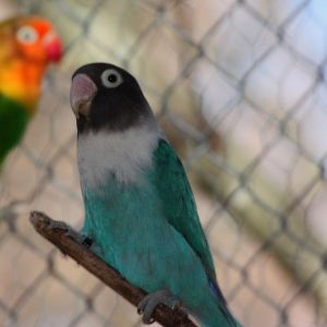 Agapornis personatus