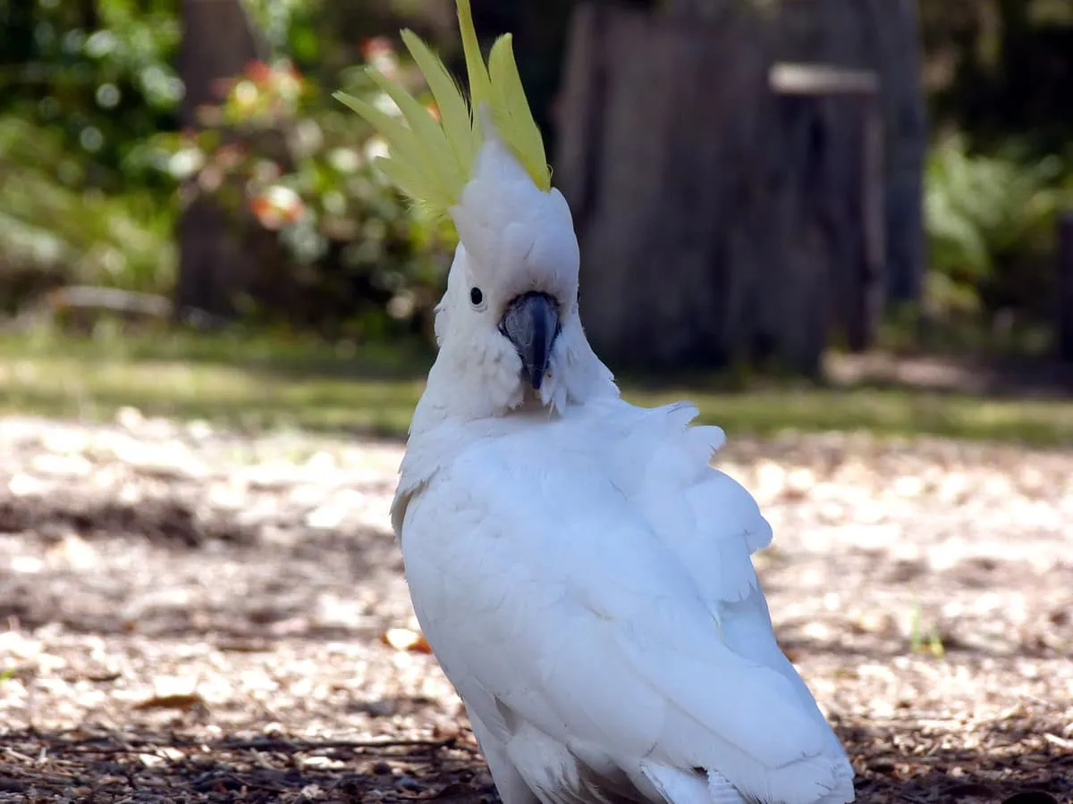 Cacatua Galerita Papago Park