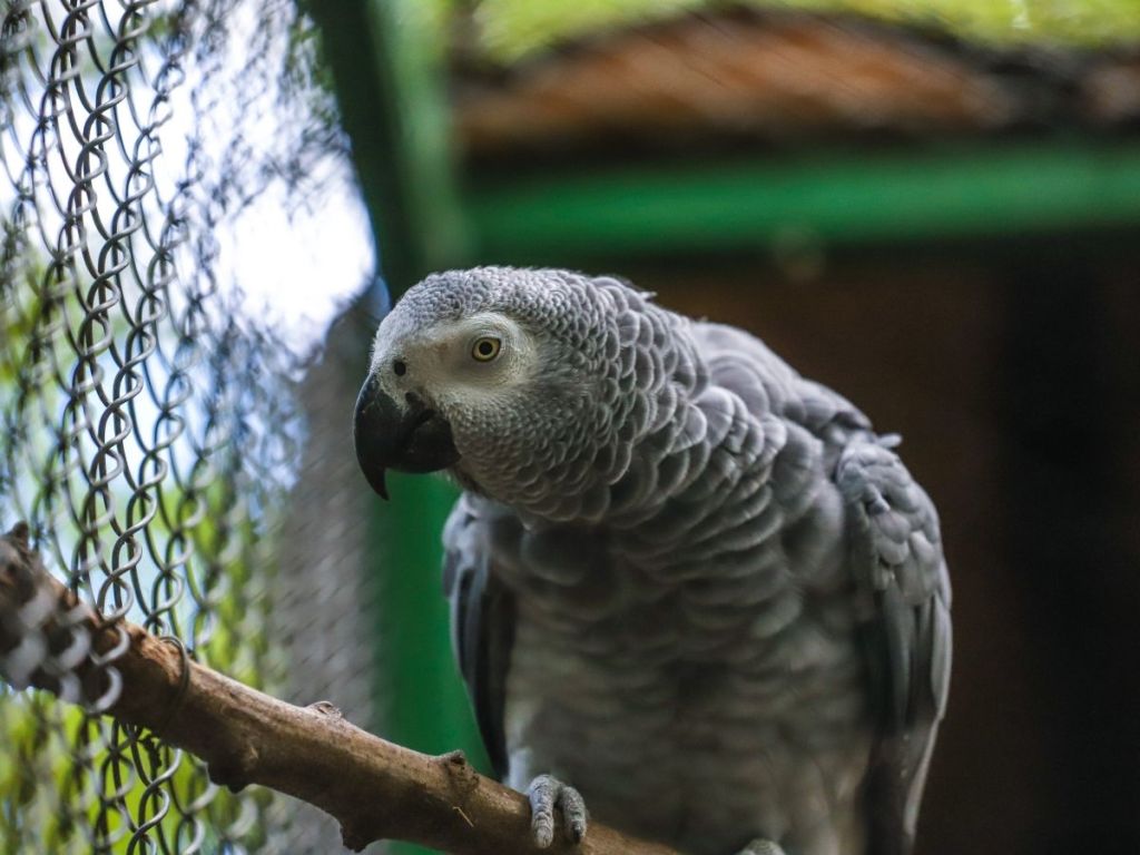 psittacus-erithacus