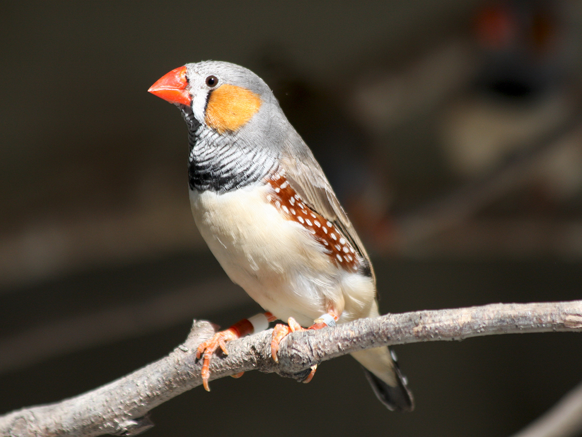 Taeniopygia Guttata -Papago park