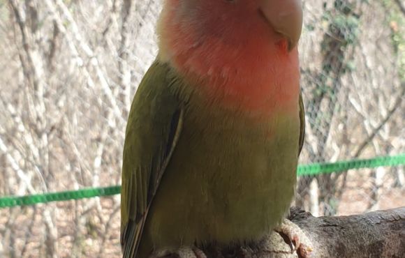 Agapornis Roseicollis