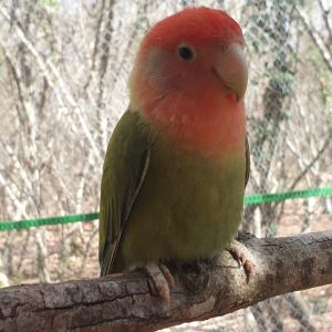 Agapornis Roseicollis