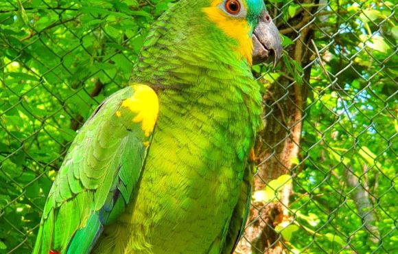 Amazona aestiva