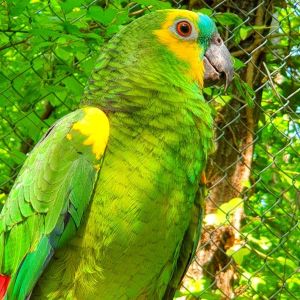 Amazona aestiva