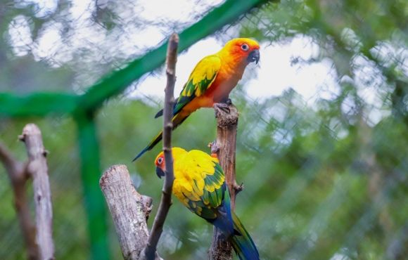 Aratinga solstitialis