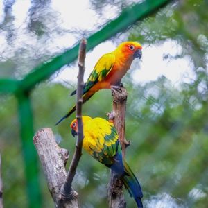 Aratinga solstitialis