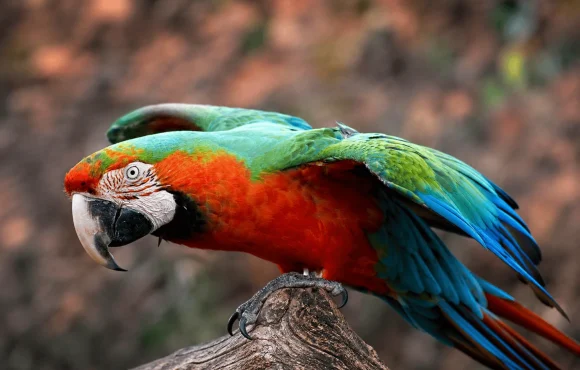Harlequin macaw