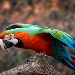Harlequin macaw
