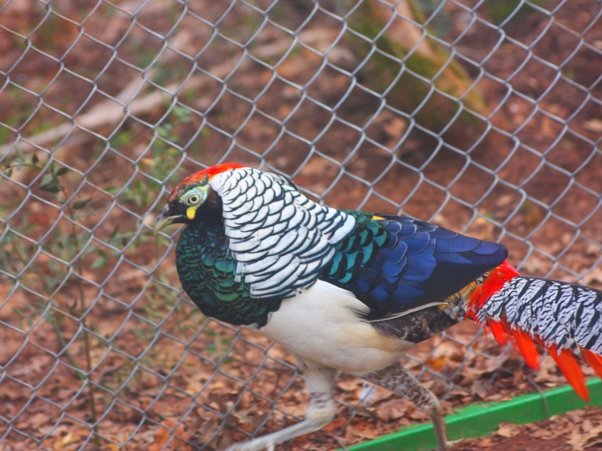 Chrysolophus amherstiae