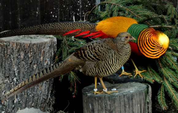 Chrysolophus pictus
