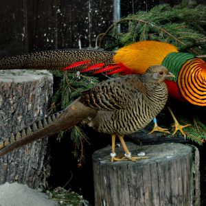 Chrysolophus pictus