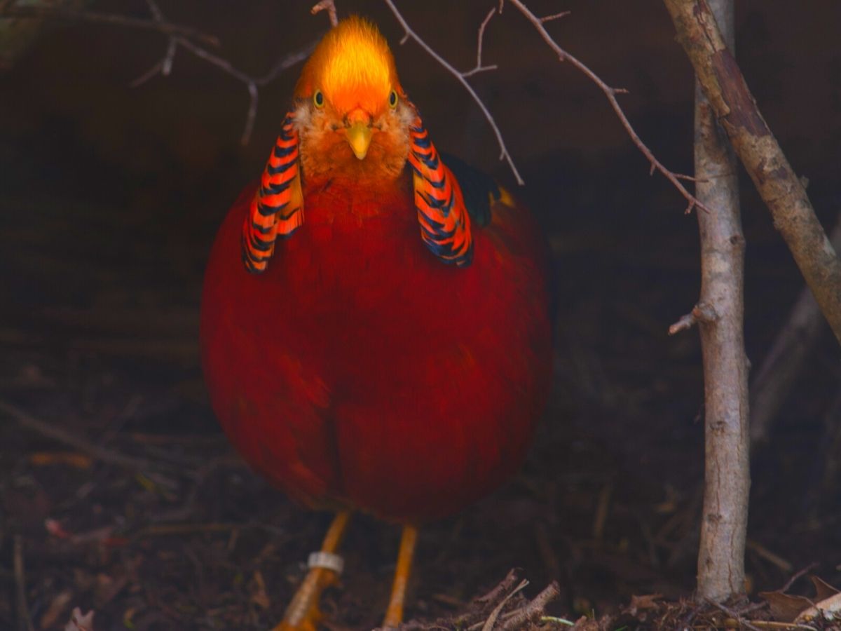 Chrysolophus pictus