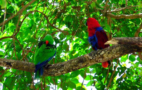Eclectus roratus