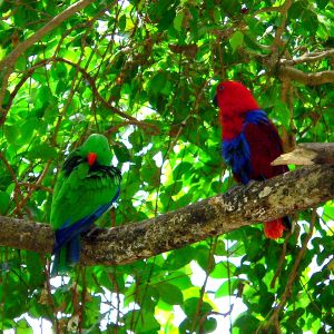 Eclectus roratus