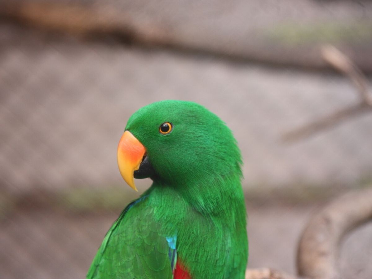 Eclectus roratus