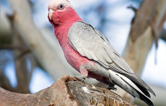 Eolophus roseicapilla