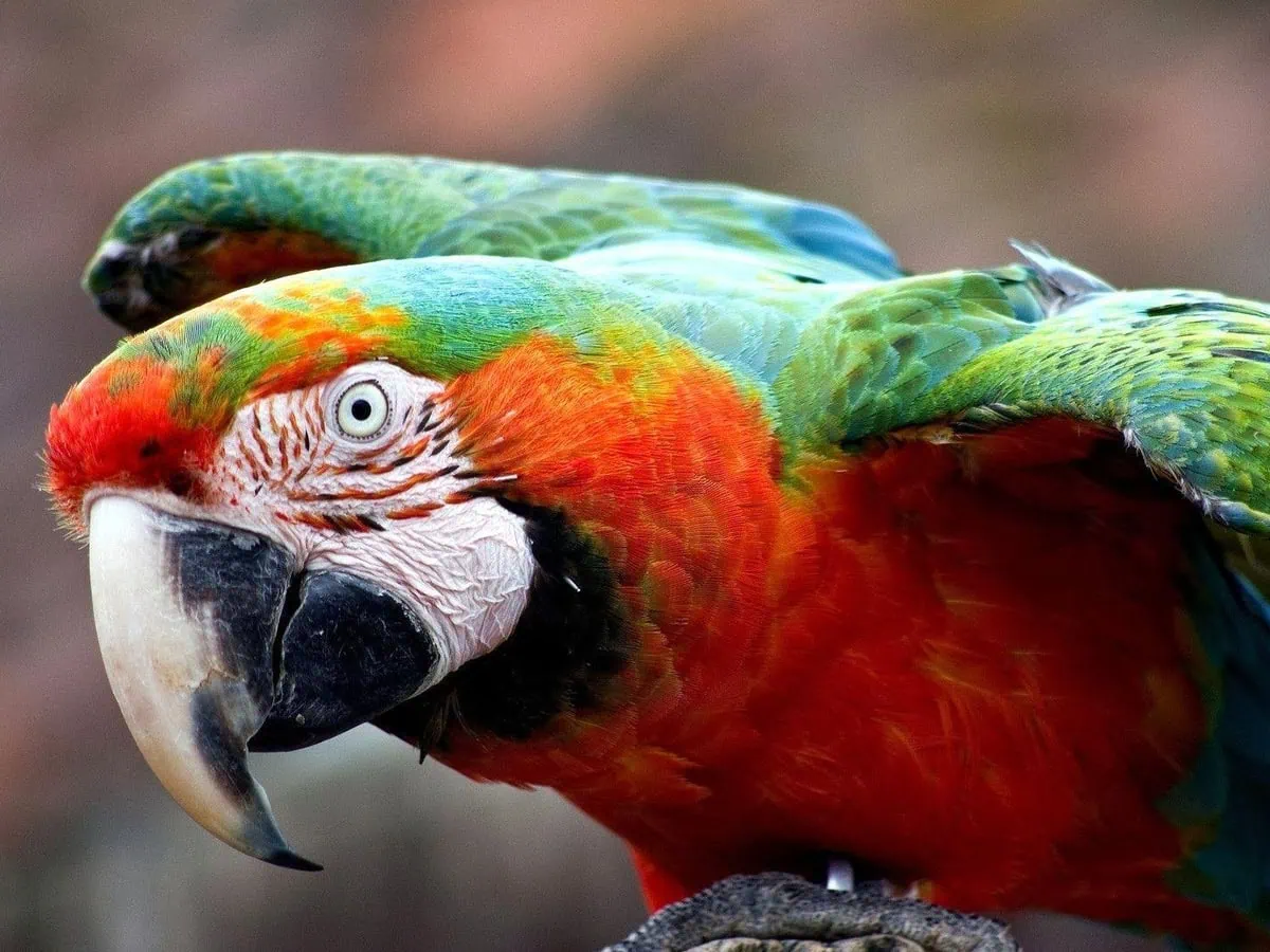 Harlequin macaw