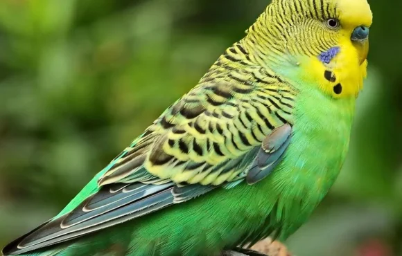 Melopsittacus undulatus