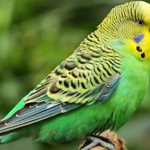 Melopsittacus undulatus