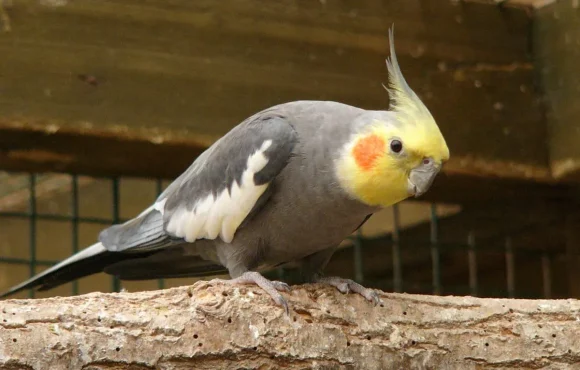 Nymphicus hollandicus