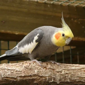Nymphicus hollandicus