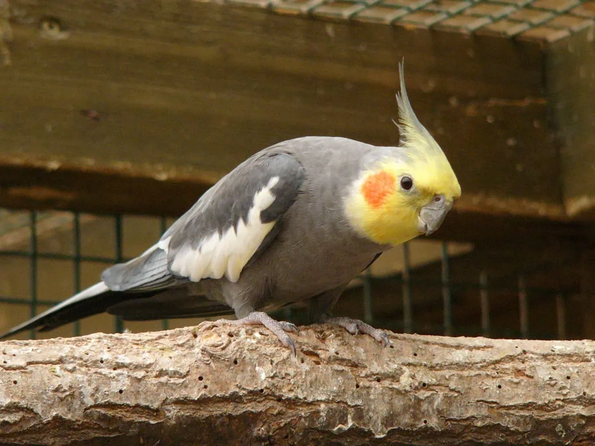 Nymphicus hollandicus