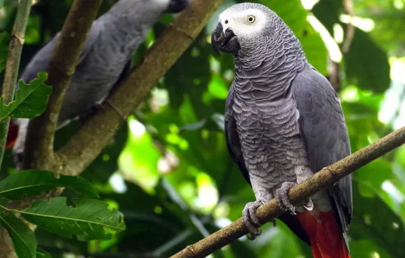 Psittacus erithacus