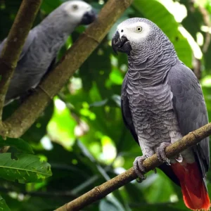 Psittacus erithacus