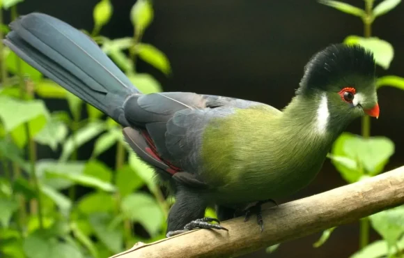 Tauraco leucotis