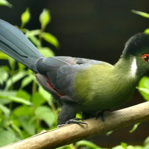 Tauraco leucotis