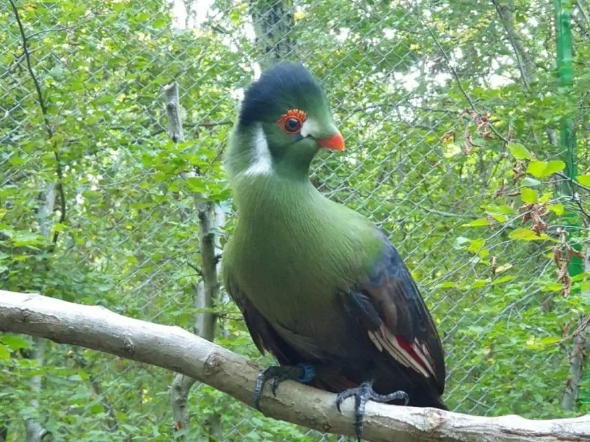 Tauraco leucotis